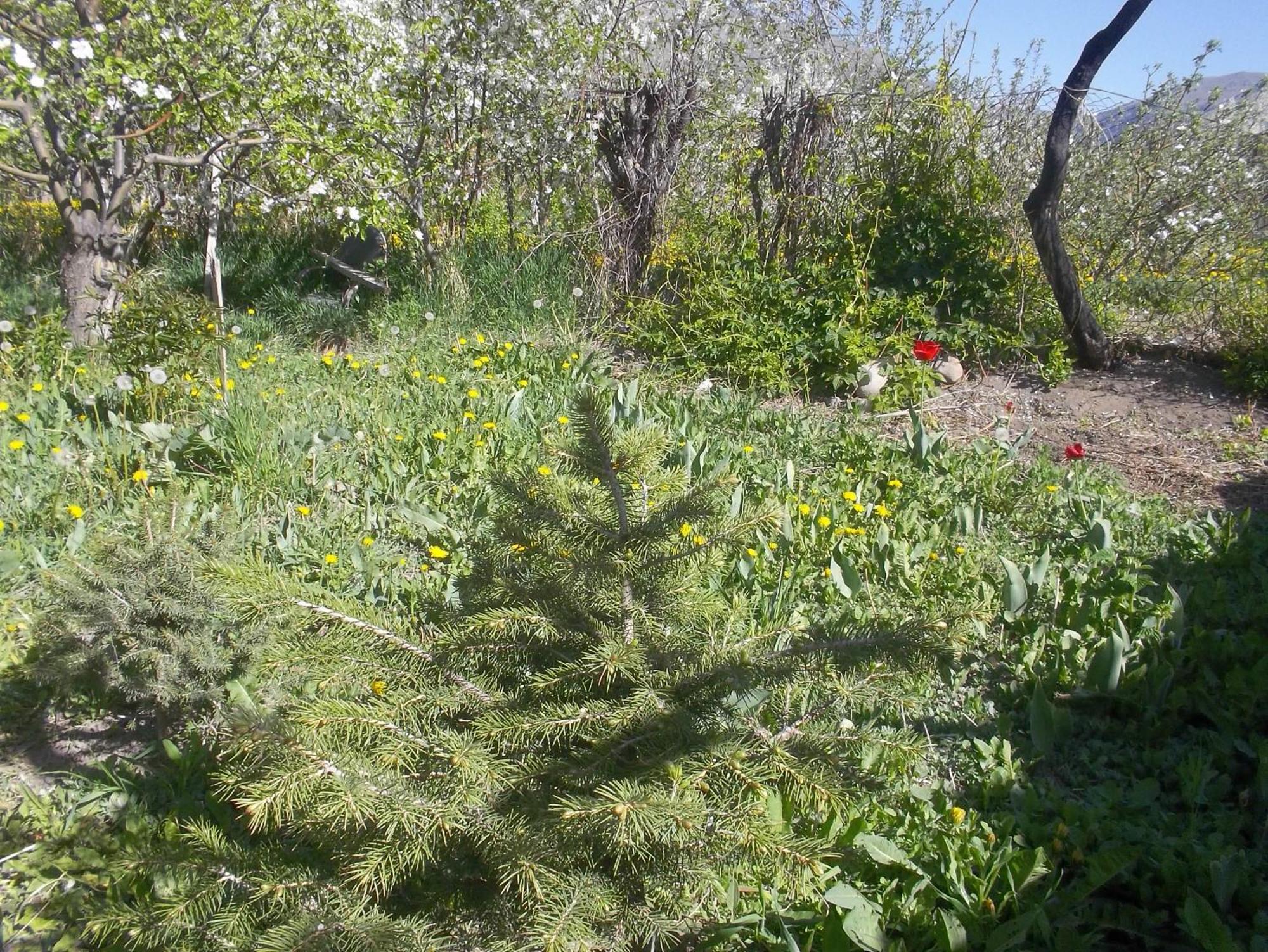 Issyk-Kul - Camping Grigoryevka Hotel Grigor'yevka Eksteriør billede